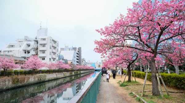 Oyoko-gawa (Tokyo), promenade bordée de cerisiers précoces Kawazu en fleurs