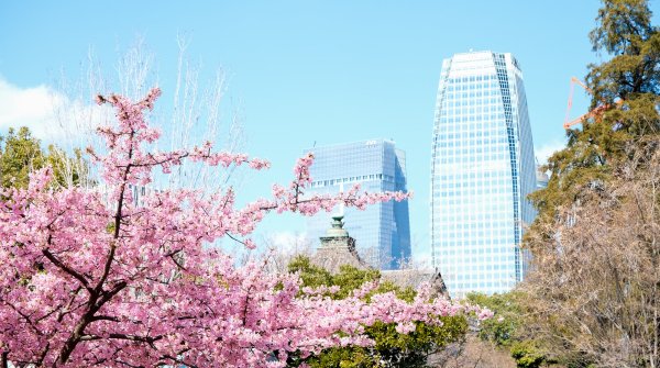 Parc Shiba (Tokyo), floraison du cerisier Kawazu et vue sur les toits du temple Zojo-ji et gratte-ciels