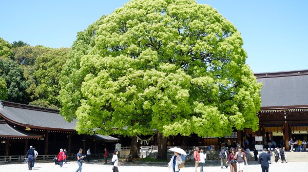 Meiji-jingu (Tokyo), vue sur les camphriers géants et sacrés du sanctuaire au printemps
