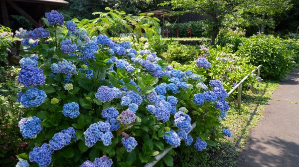 Festival des hortensias de la vallée Akigawa (Tokyo), hortensias bleus au parc Wonderful Nature Village Ajisai 