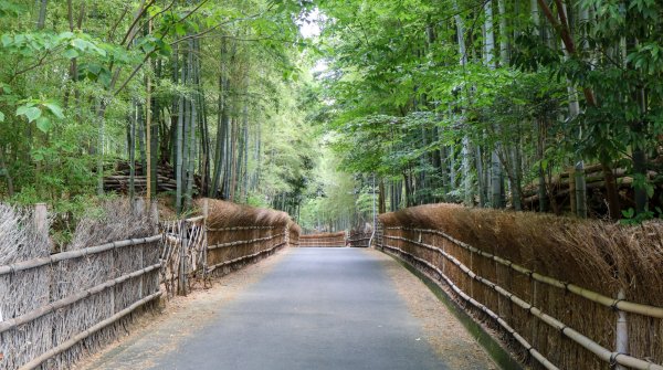 Take no Michi (Muko), Chemin traversant la bambouseraie et ses clôtures en bambou