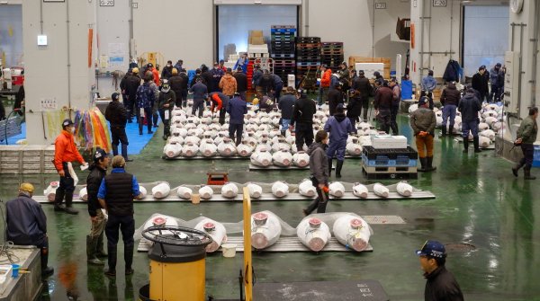 Marché de Toyosu (Tokyo), vente aux enchères de thon (vue avec réservation)