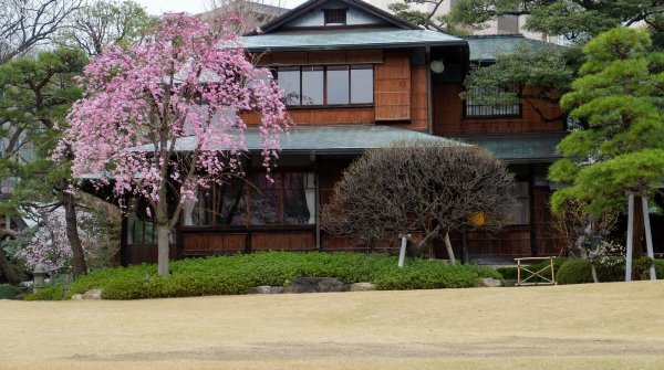 Happo-en (Tokyo), cerisiers en fleurs et architecture traditionnelle du restaurant Kochuan