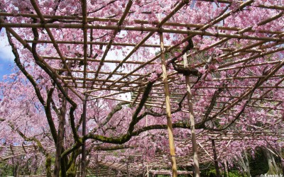 Heian Jingu 5