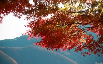 Kawaguchiko Momiji Fuji 24