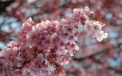 Branche de cerisier japonais en fleurs au début du printemps