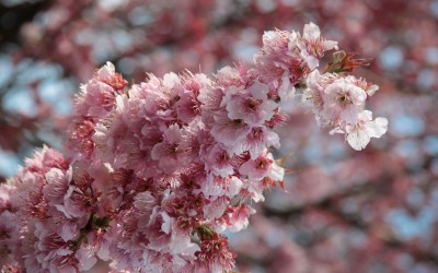 Branche de cerisier japonais précoce Tsubaki kan-zakura en fleurs en mars