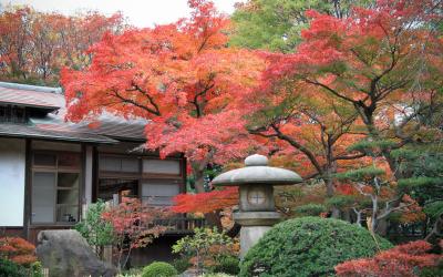 Koishikawa Korakuen (Tokyo), jardin japonais à l'automne