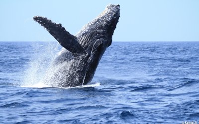 Archipel d'Ogasawara (Tokyo), observation des baleines