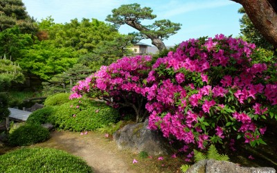 Matsue, jardin Yushi-en et azalées en mai