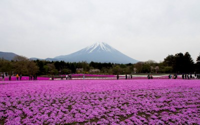 Cerisiers-pelouses et Mont Fuji au Fuji Shibazakura Matsuri