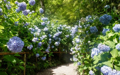 Meigetsu-in et hortensias Ajisai en juin