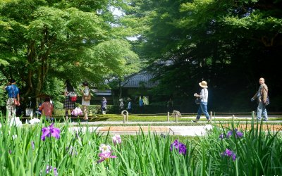 Meigetsu-in (Kamakura), touristes dans le jardin intérieur aux iris en été