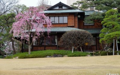 Happo-en (Tokyo), cerisiers en fleurs et architecture traditionnelle du restaurant Kochuan