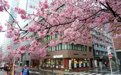 Ajisai-dori (Nihonbashi, Tokyo), branche de cerisier Okame-zakura en fleurs début mars