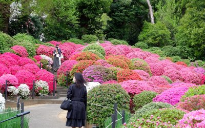 Bunkyo Tsutsuji Matsuri (Tokyo), allée du jardin d'azalées du sanctuaire Nezu-jinja