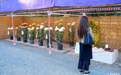 Meiji-jingu (Tokyo), exposition de chrysanthèmes pour Kiku Matsuri