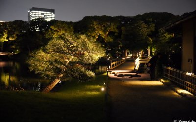 Hamarikyu Tsukimi Sanpo (Tokyo), vue nocturne sur le pont de l'étang Shioiri-no-ike et pin du Japon