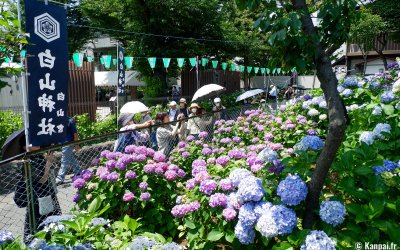 Hakusan-jinja (Tokyo), vue sur les hortensias en fleurs au pied de la colline Fujizuka 