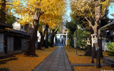 Komagome Tenso-jinja (Tokyo), Allée de ginkgos dorés à l'automne
