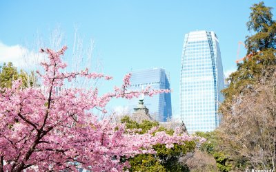 Parc Shiba (Tokyo), floraison du cerisier Kawazu et vue sur les toits du temple Zojo-ji et gratte-ciels