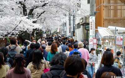Shunbun no Hi, Foule de Tokyoïtes admirant les cerisiers en fleurs au bord de la rivière Meguro-gawa