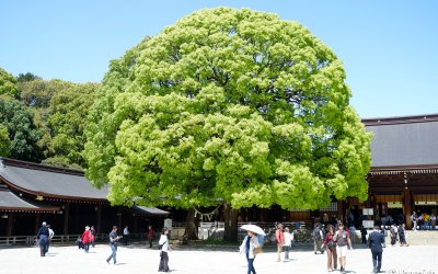 Meiji-jingu (Tokyo), vue sur les camphriers géants et sacrés du sanctuaire au printemps
