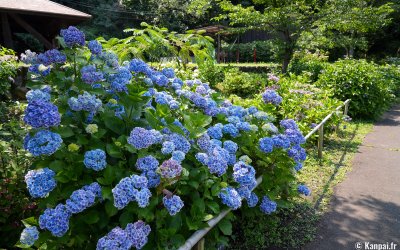 Festival des hortensias de la vallée Akigawa (Tokyo), hortensias bleus au parc Wonderful Nature Village Ajisai 