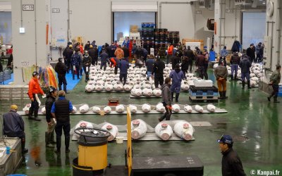 Marché de Toyosu (Tokyo), vente aux enchères de thon (vue avec réservation)