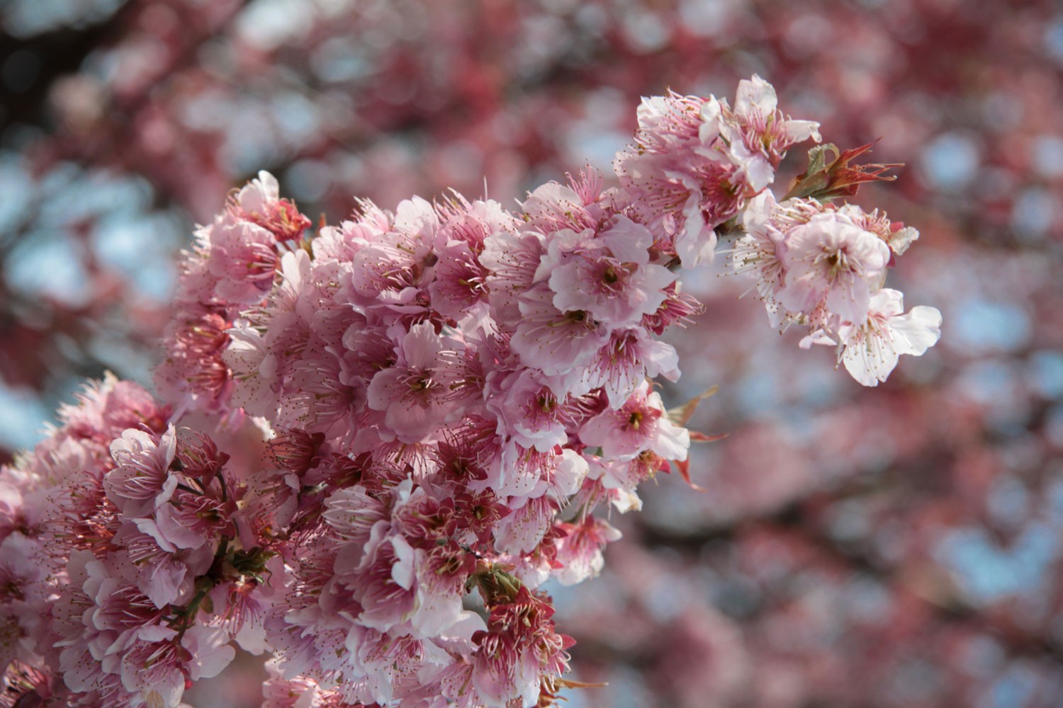  Sakura  les cerisiers  en fleurs  du Japon  o Hanami 