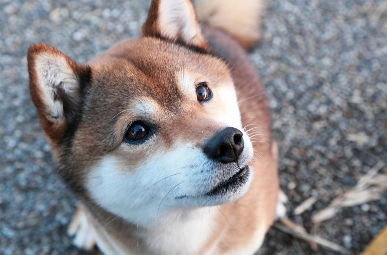 Shiba Inu La Star Des Chiens Japonais