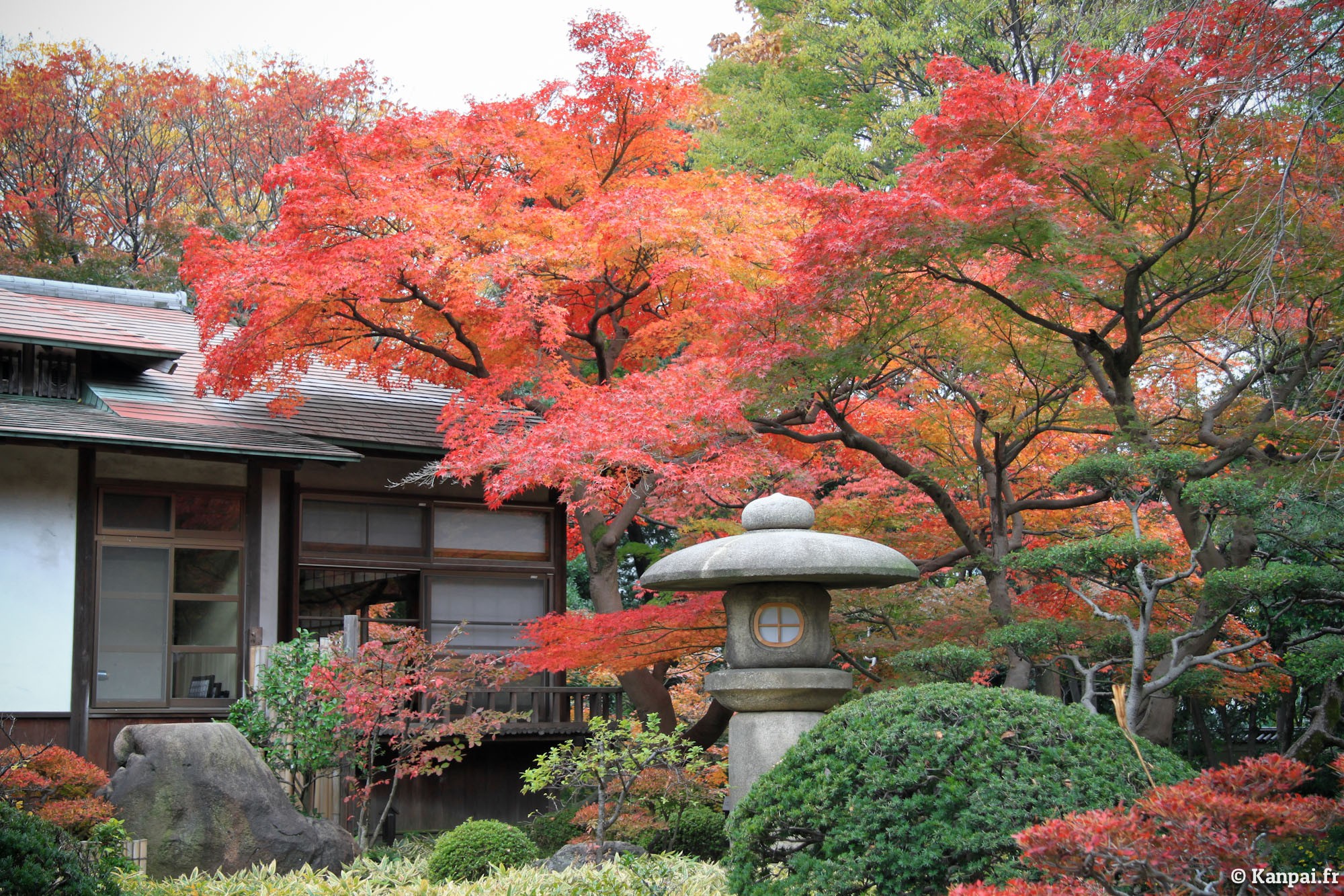 arbre pour petit jardin: érable du Japon à feuilles rouges