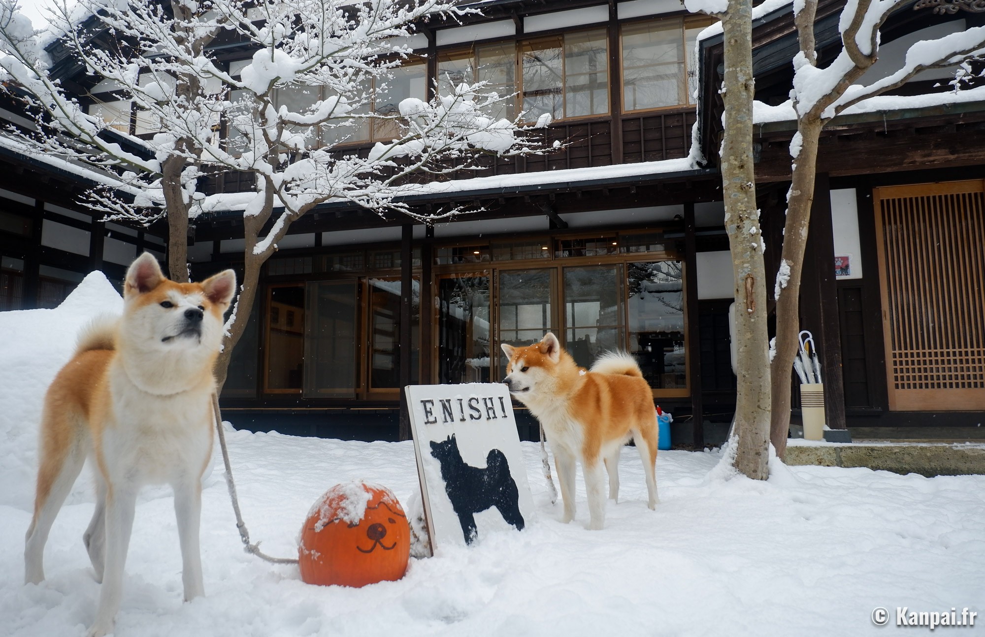 Enishi (avis) - La belle maison aux chiens Akita-inu de ...