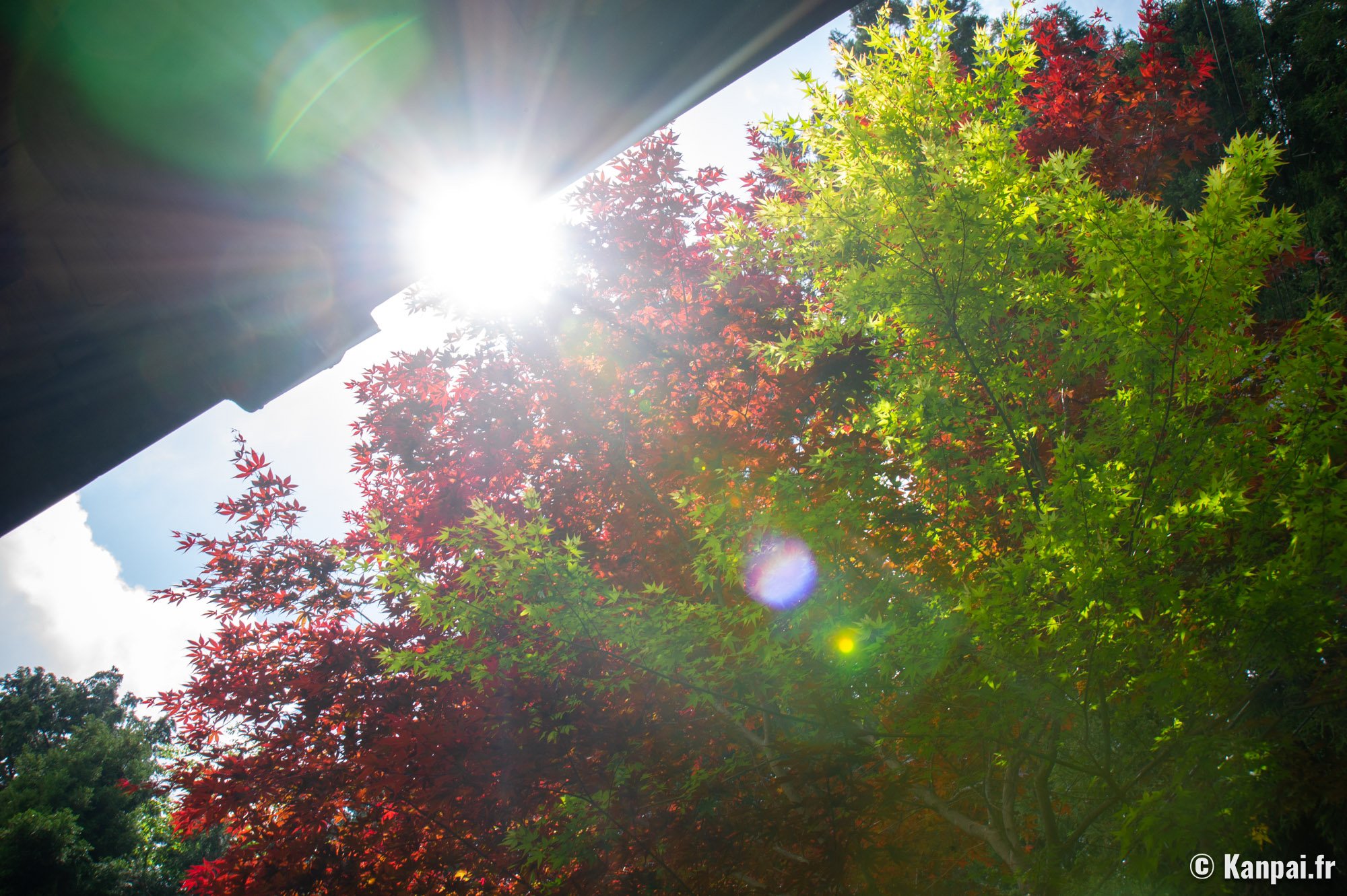 Shubun no Hi – 🌗 Le jour férié de l'Équinoxe d'Automne au Japon