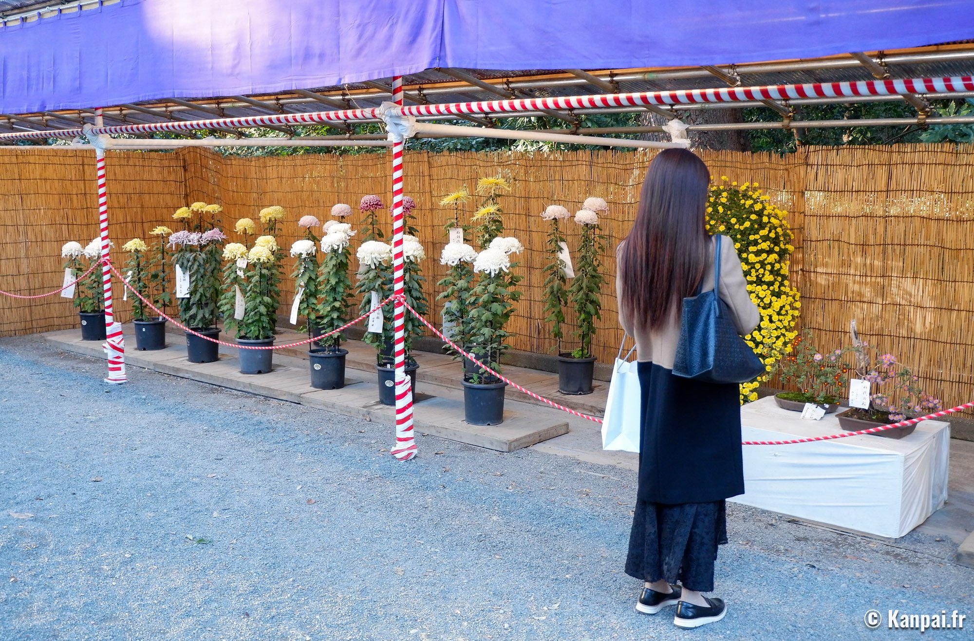 Kiku Matsuri – Le festival des chrysanthèmes Kiku Matsuri – Le festival des chrysanthèmes