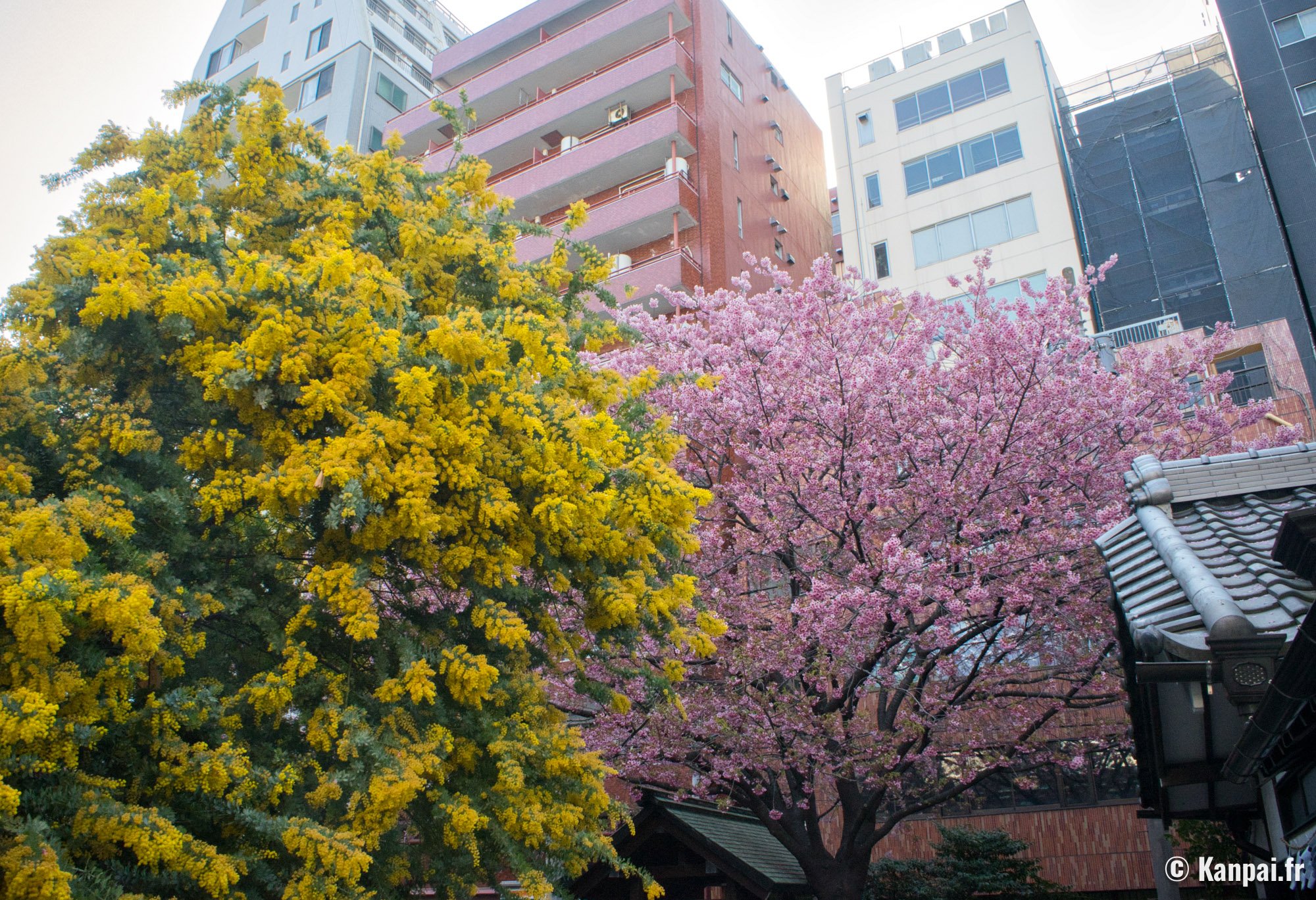 Kuramae-jinja – La floraison précoce des kawazu et mimosa à Asakusa