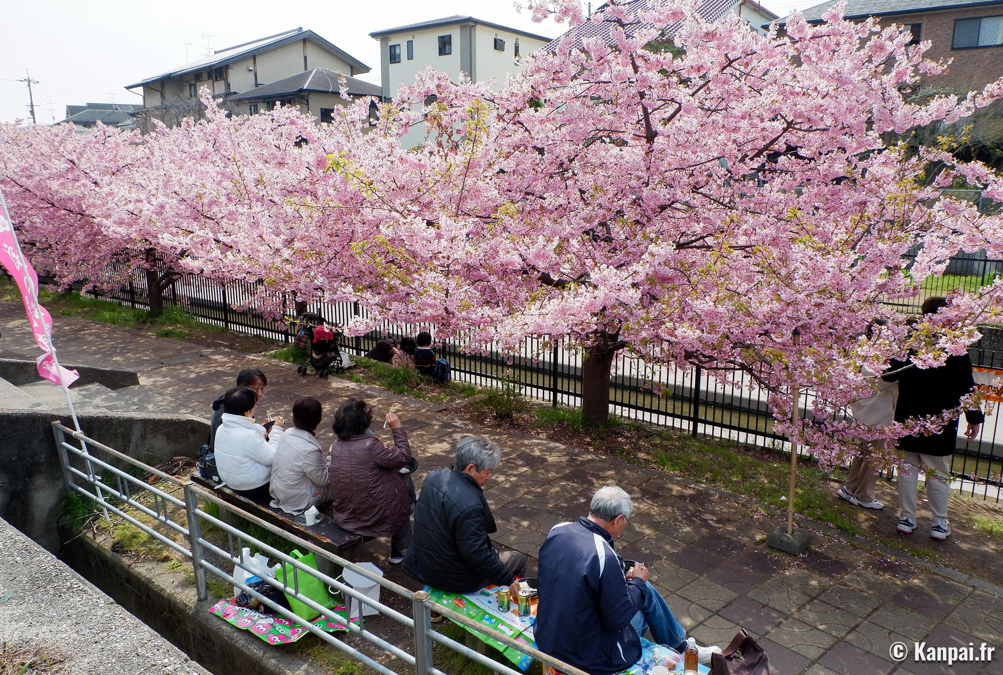 Yodo Suiro Waterway – 🌸 Les cerisiers précoces Kawazu à Kyoto