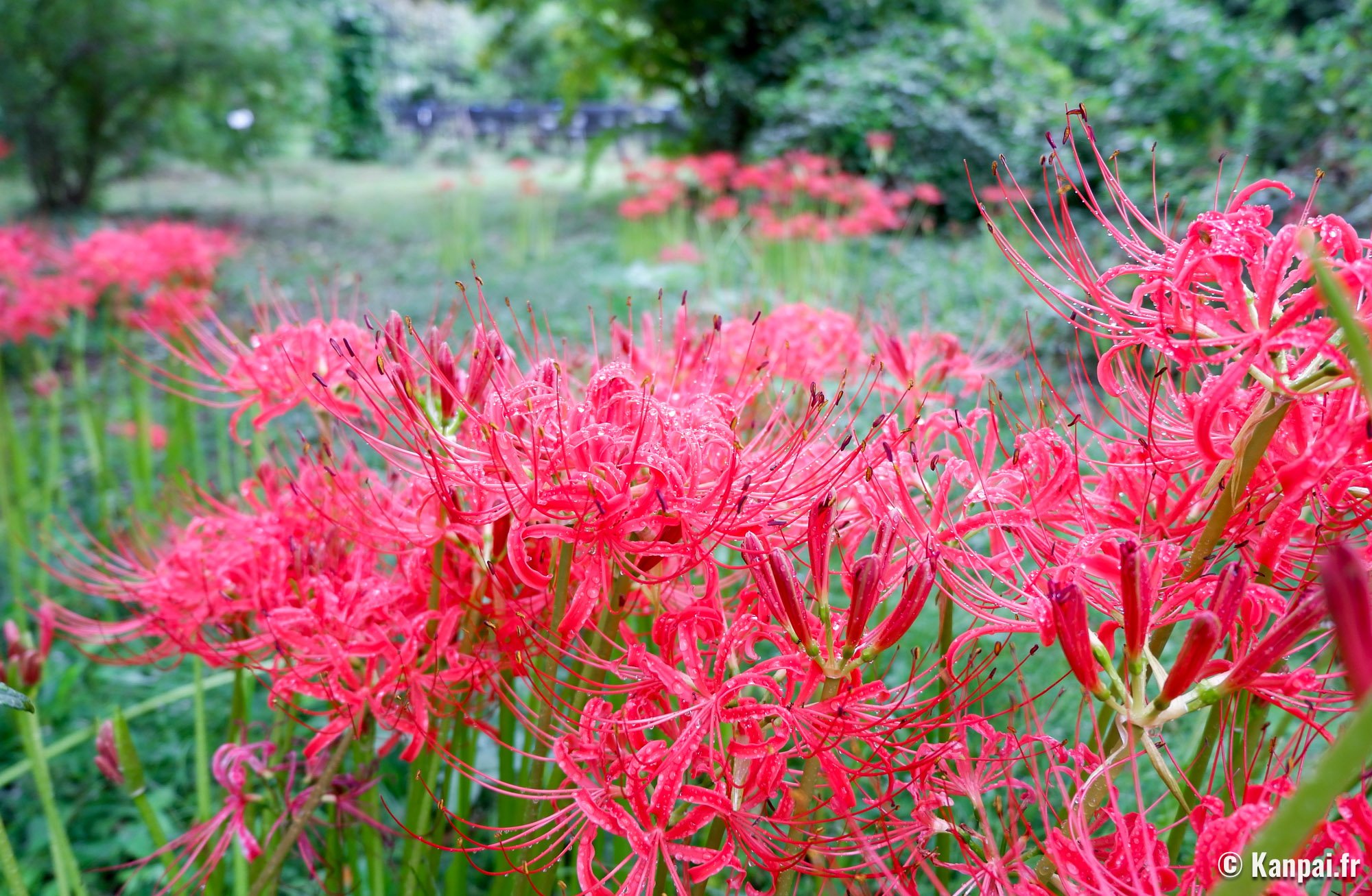 Higanbana – Les lycoris rouges de l'Équinoxe d'Automne