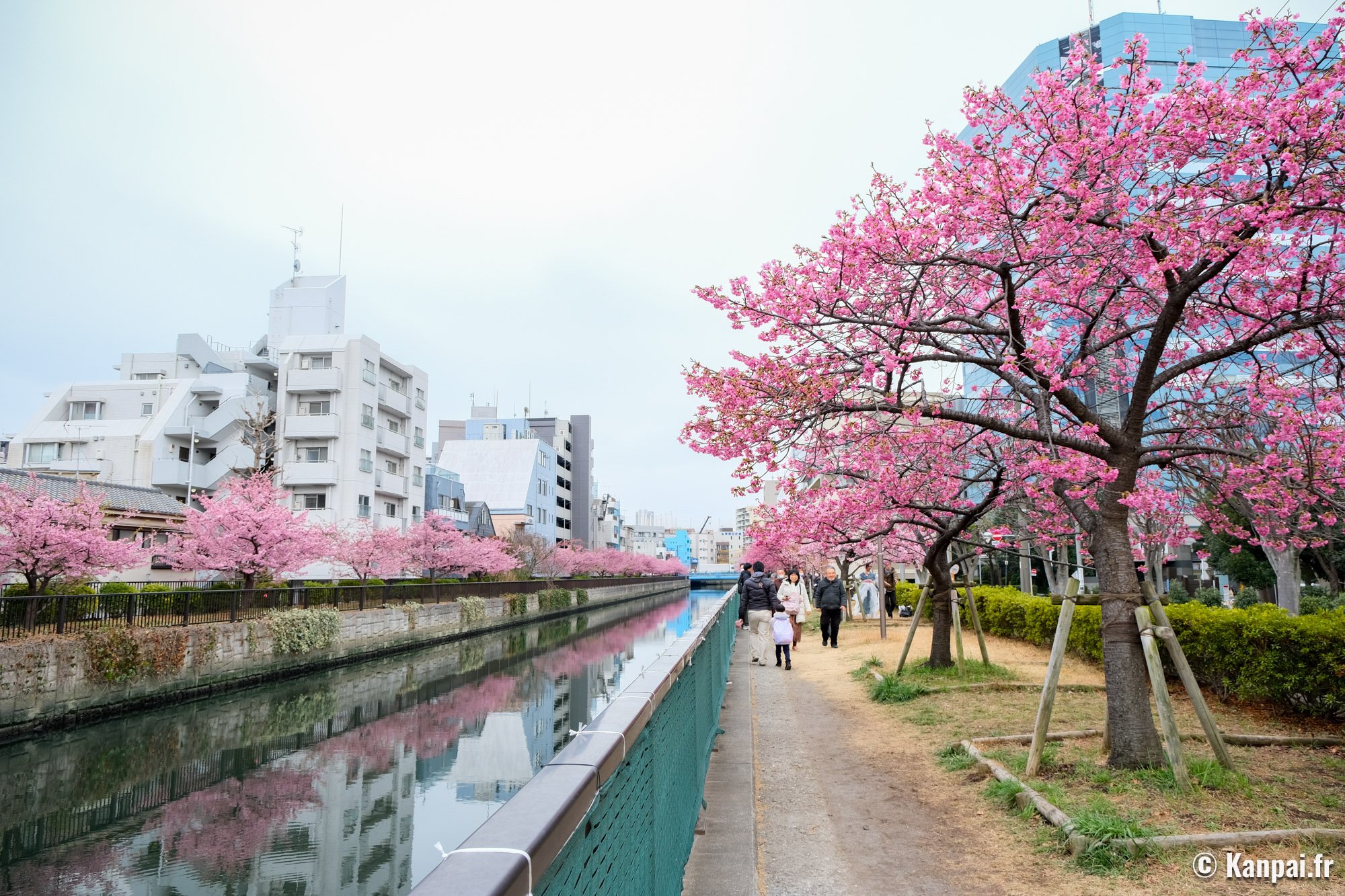 Oyoko-gawa – La promenade de sakura au cœur de Shitamachi