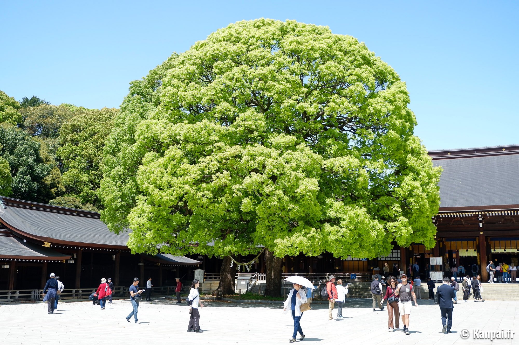 Midori no Hi – 🌿 Le jour férié de la Verdure au Japon