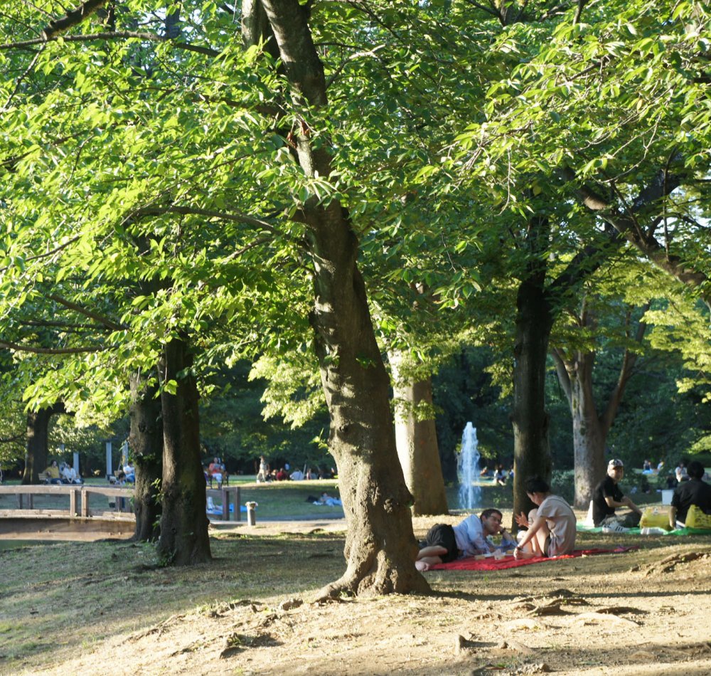 Parc Yoyogi à Tokyo, Visiteurs profitant de l'ombre et de l'étang en été Parc Yoyogi à Tokyo, Visiteurs profitant de l'ombre et de l'étang en été
