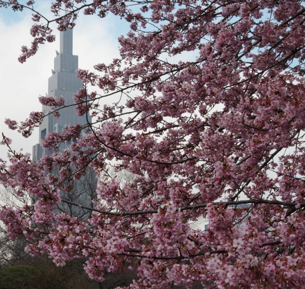 Shinjuku Gyoen (Tokyo), Vue sur le jardin japonais aux 1ères floraisons à la fin de l'hiver