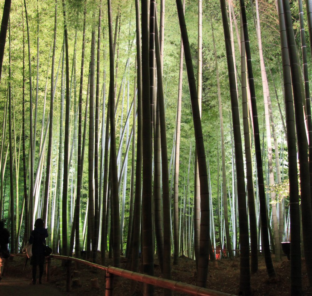 Kodai-ji (Kyoto), Illumination nocturne des momiji en automne