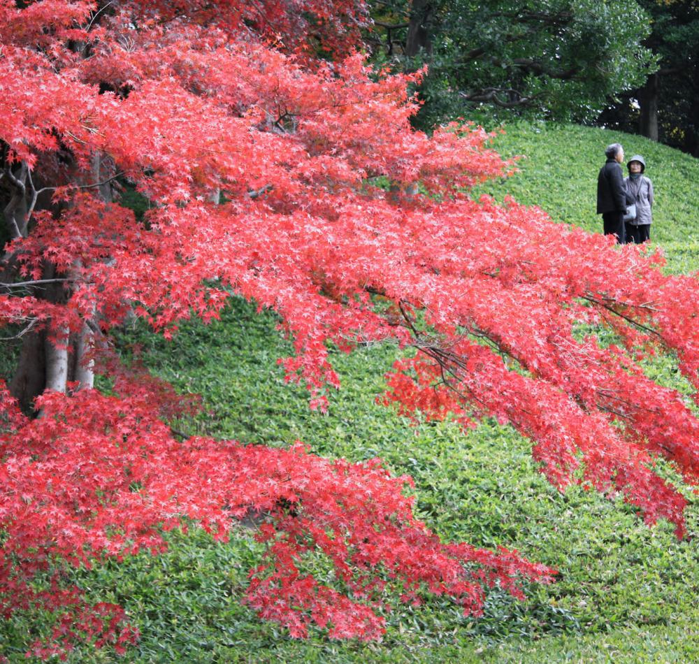 Koishikawa Korakuen (Tokyo) en automne