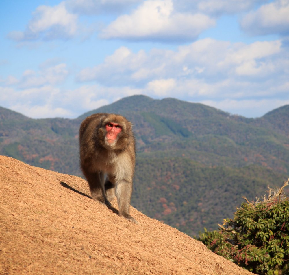 Iwatayama à Kyoto, Macaque japonais