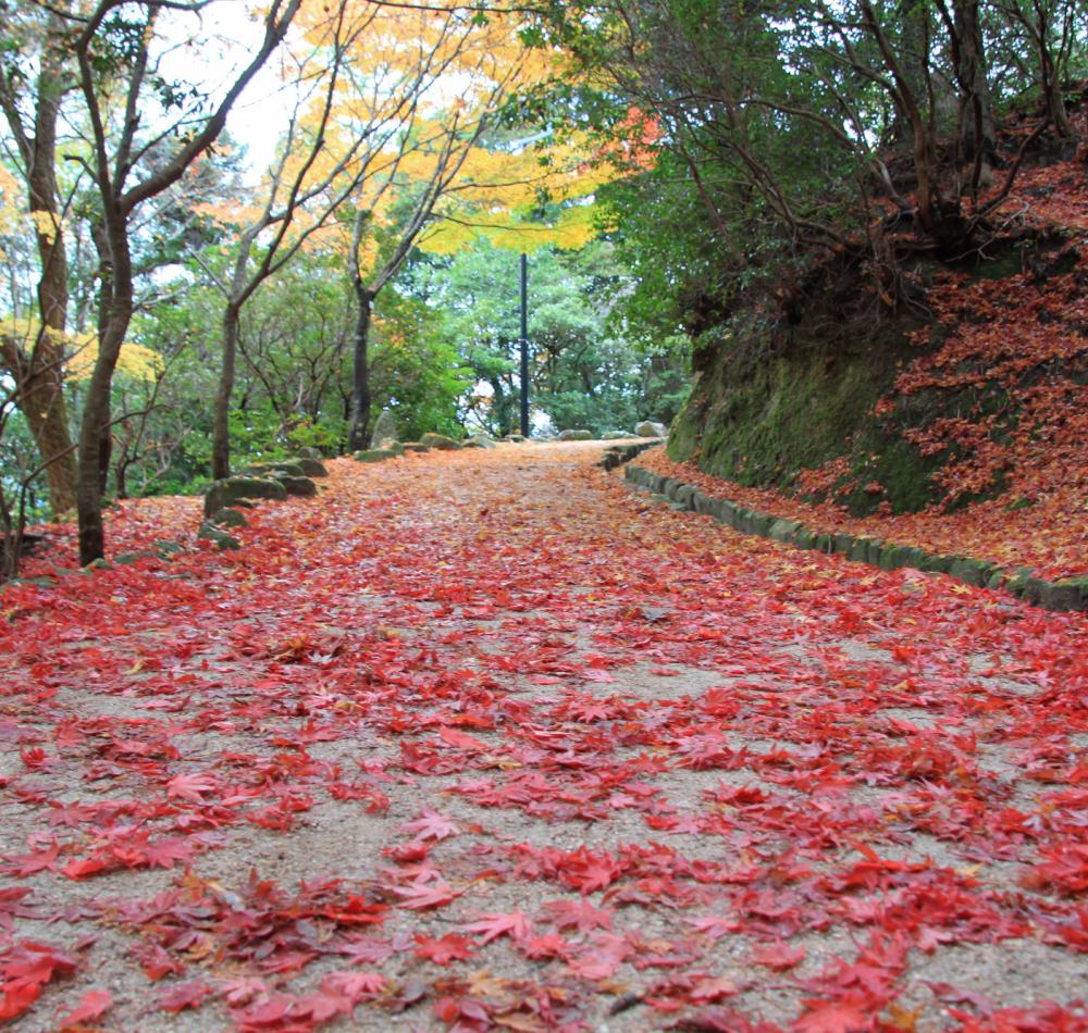 Parc Momijidani (Miyajima), Allée couverte de feuilles d'érable rouges en automne