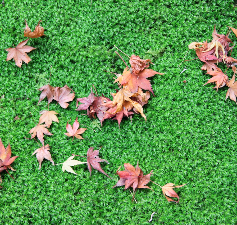 Saiho-ji temple Koke-dera (Kyoto)