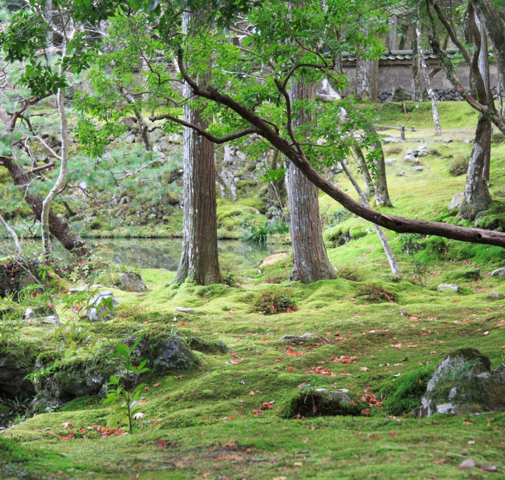 Saiho-ji temple Koke-dera (Kyoto) Saiho-ji temple Koke-dera (Kyoto)