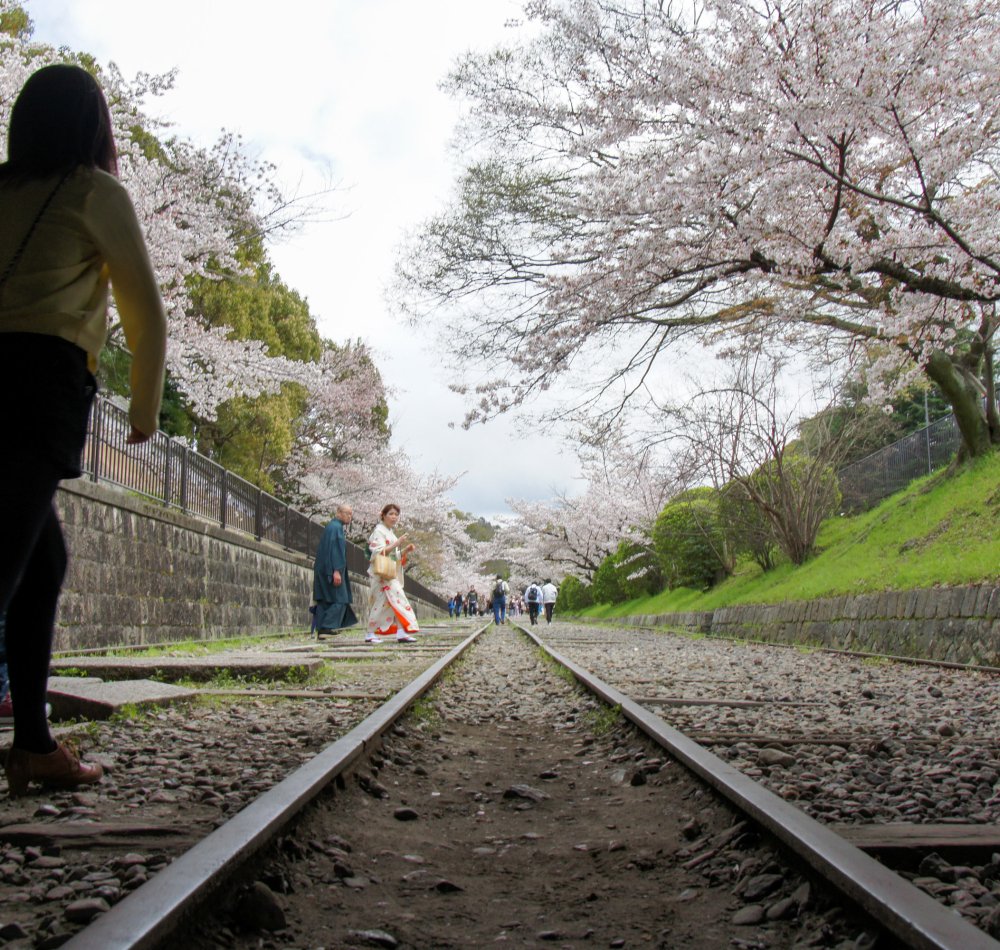 Keage Incline (Kyoto), voies de chemin de fer et cerisiers en fleurs au printemps