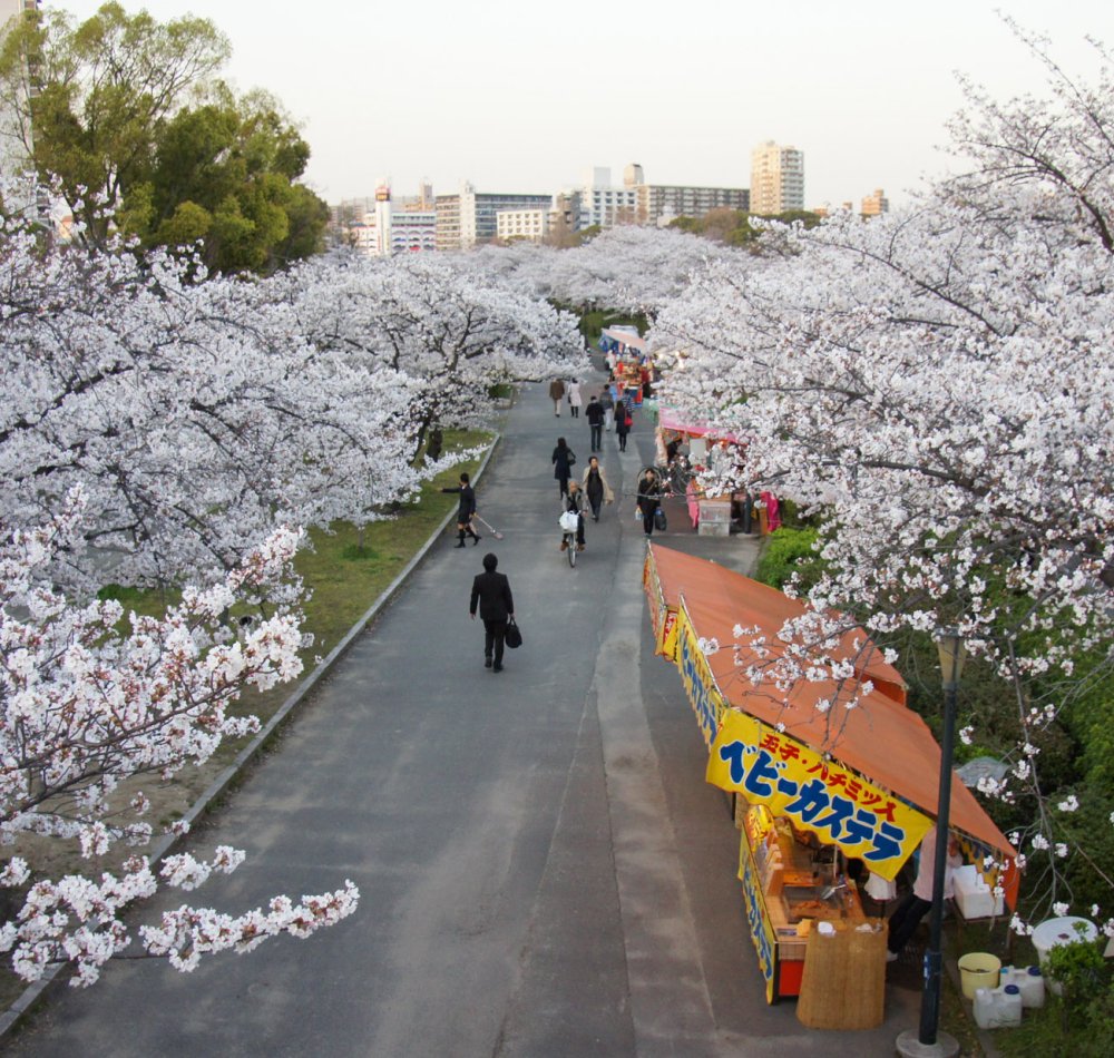 Parc Kema Sakuranomiya à Osaka, Berges de la rivières couvertes de cerisiers en fleurs